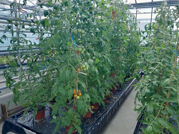 Tomates liane