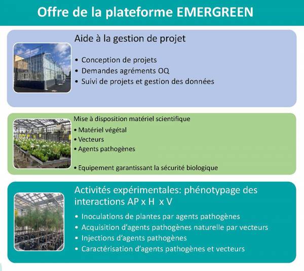 Photo 7 - EMERGREEN