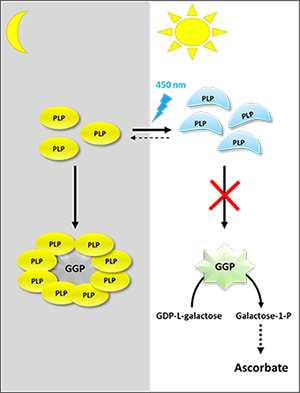 Schematic model describing the activation of ascorbate synthesis by blue light.
