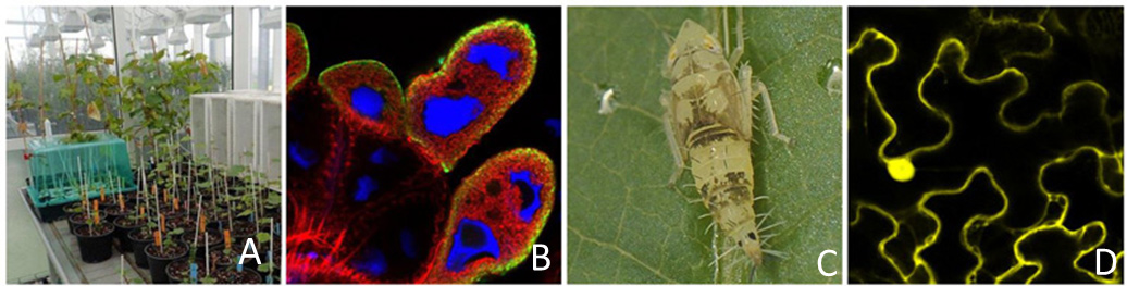 Interactions between FD phytoplasma and its hosts plants and insects